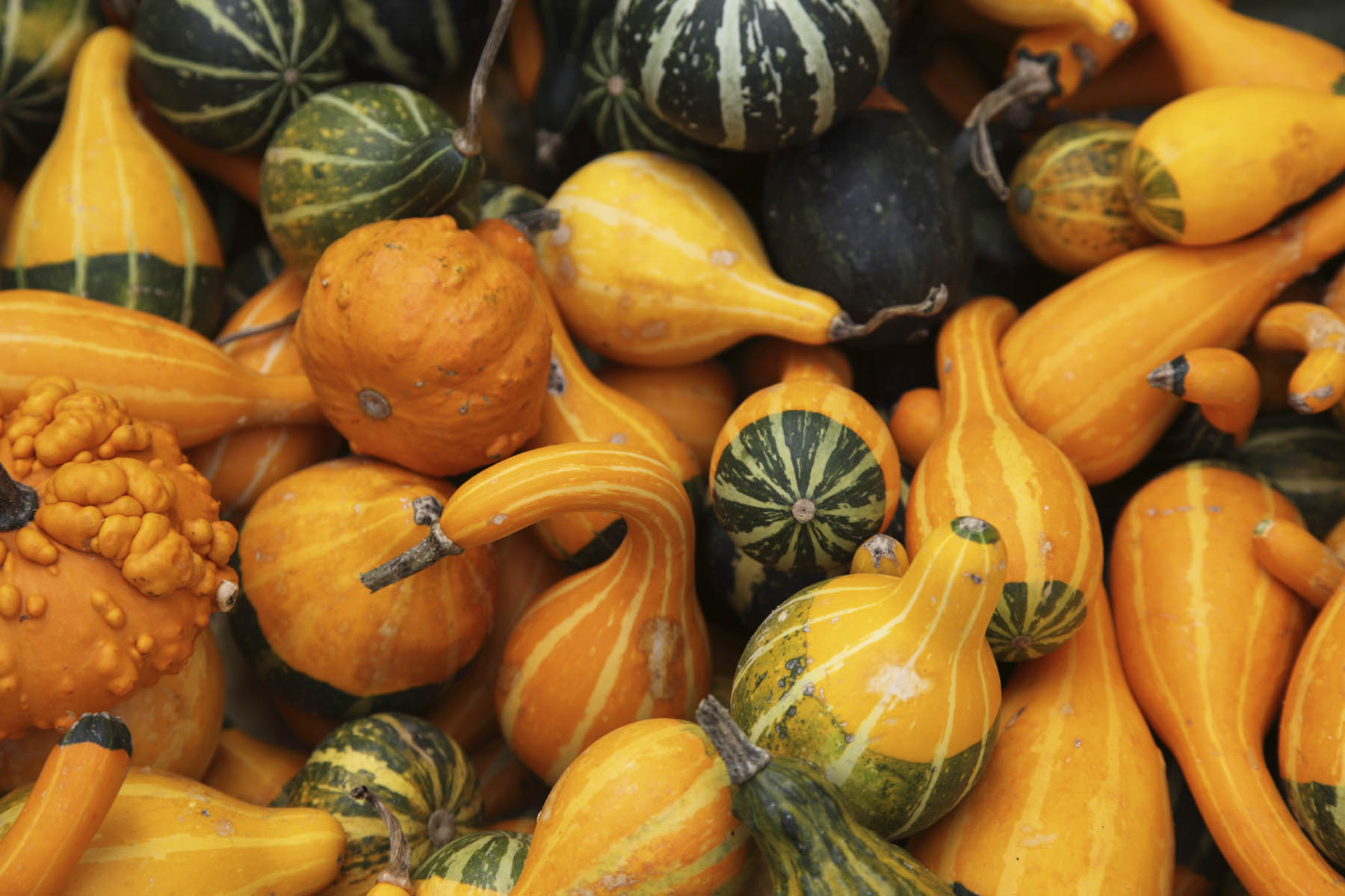 Waxed Assorted Gourds