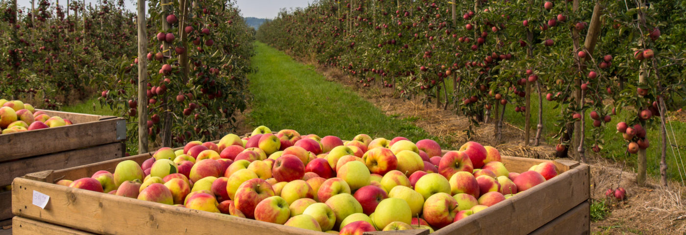Celebrate National Apple Month!