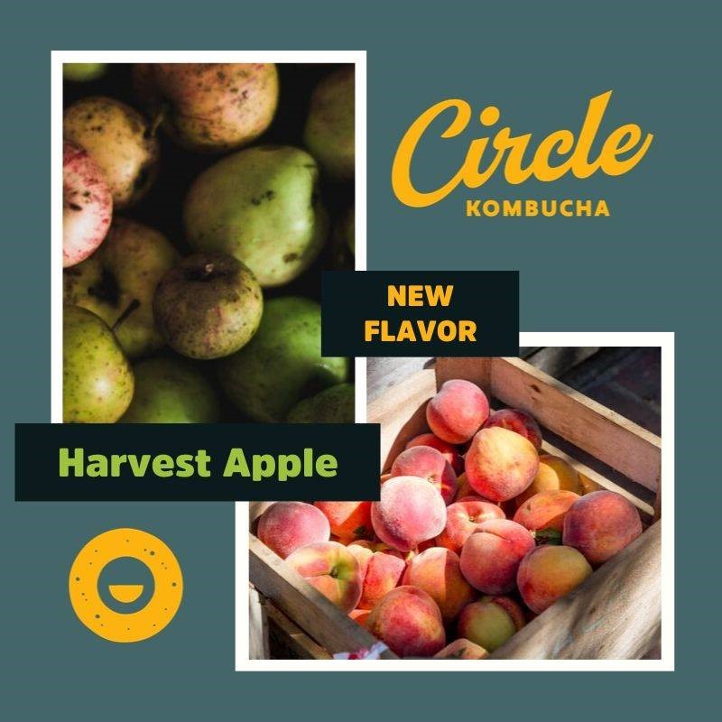 Circle Kombucha - Harvest Apple